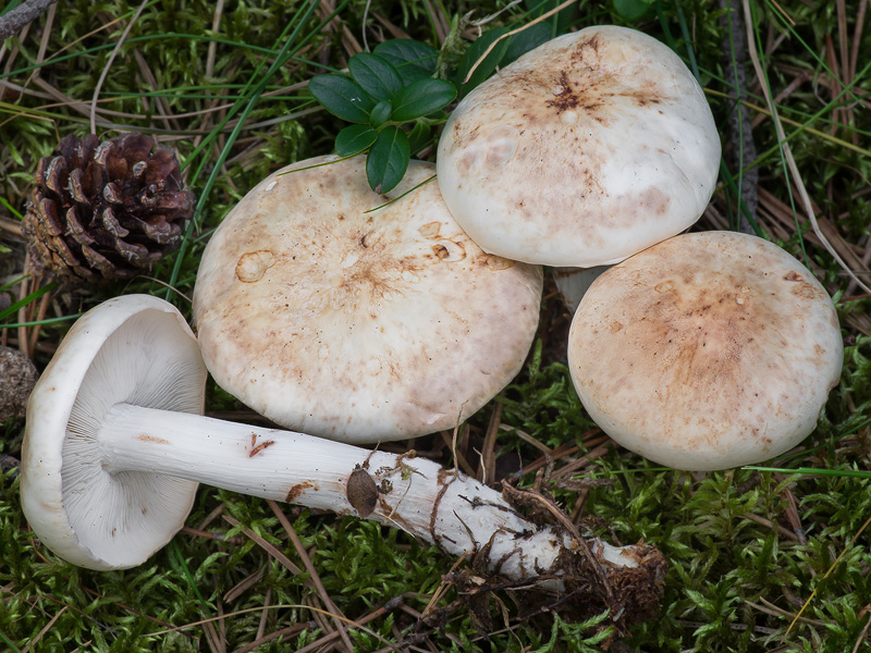 Rhodocollybia maculata